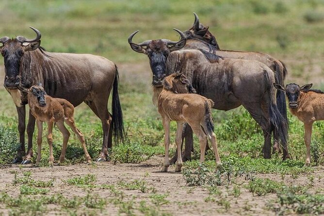 6 Days Serengeti Wildebeest Migration Safari - Day one: a calm start in Arusha
