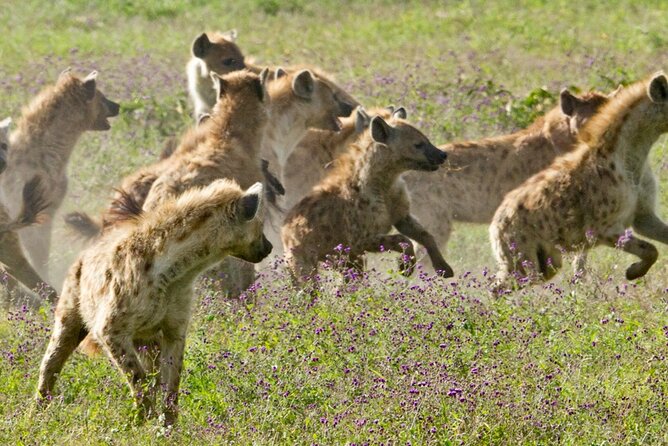 6 Days Serengeti Wildebeest Migration Safari - Day three: the main Serengeti wildlife day