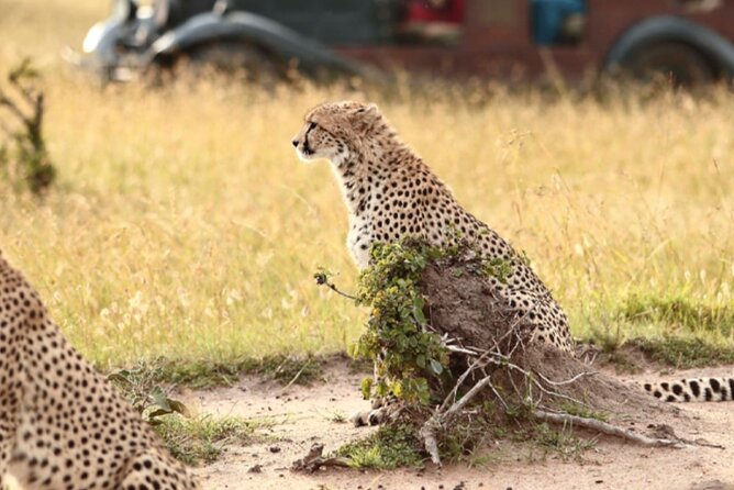 6 Days Serengeti Wildebeest Migration Safari - Day five: wildlife concentrated inside Ngorongoro Crater