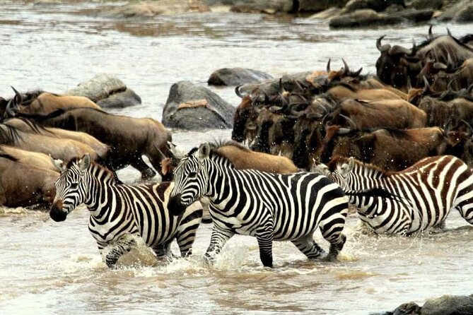 6 Days Serengeti Wildebeest Migration Safari - Day six: private transfer to the airport