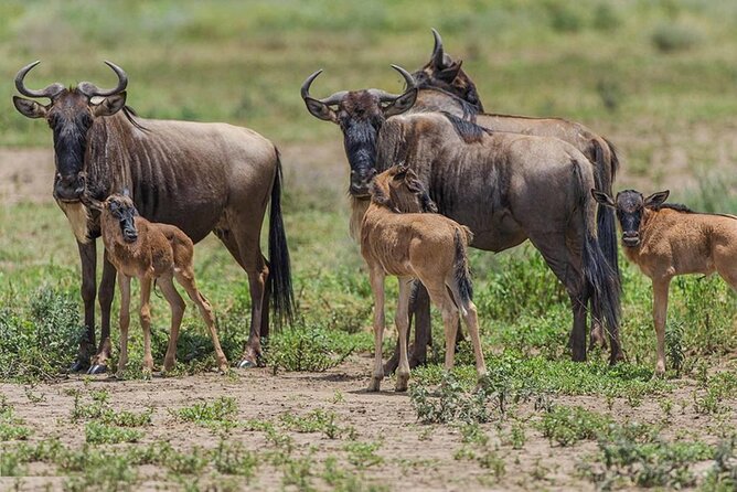 6 Days Serengeti Wildebeest Migration Safari - Private travel, meals, and practical comfort