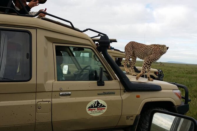 6 Days Tanzania Budget Camping Safari - Day 3: A full day in central Serengeti