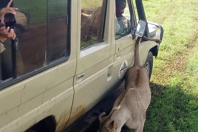 6 Days Tanzania Budget Camping Safari - Day 5: Ngorongoro Crater and Mto wa Mbu
