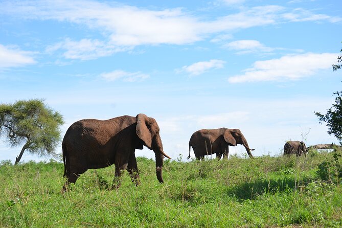 6 days Tanzania budget safari - Day 5: Down into Ngorongoro Crater for rhinos