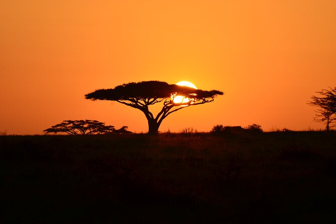 6 days Tanzania budget safari - Day 6: Lake Manyara’s birds, hippos, and tree-climbing lions