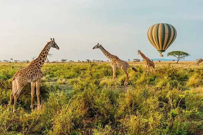 6 Days Tanzania Bush Experience Safari - Key points to know before booking