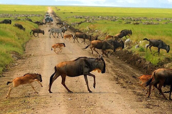 6 Days Tanzania Bush Experience Safari - Day 3: Entering the Serengeti through Klein’s Gate