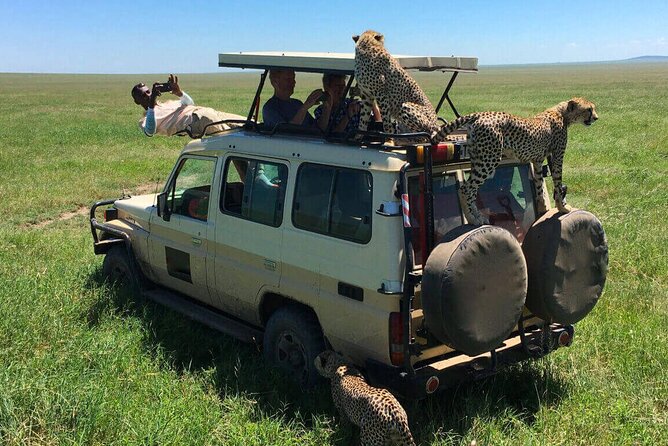 6 Days Tanzania Bush Experience Safari - Day 4: A full day among Serengeti wildlife