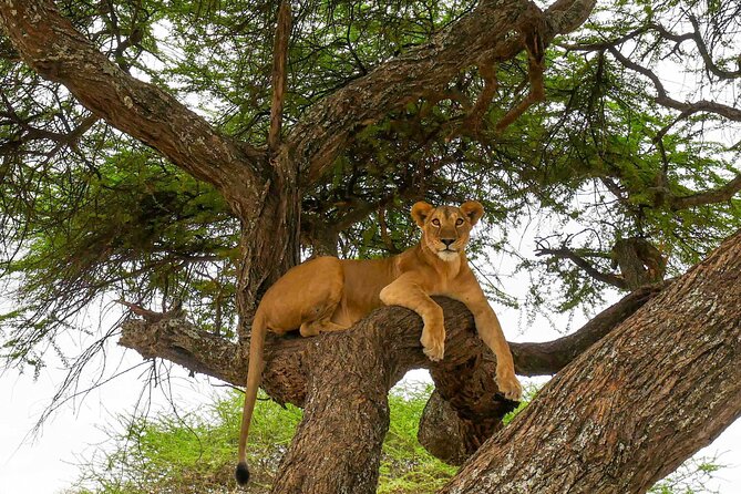 6 Days Tanzania Bush Experience Safari - Day 5: The Ngorongoro Crater, Tanzania’s great natural enclosure