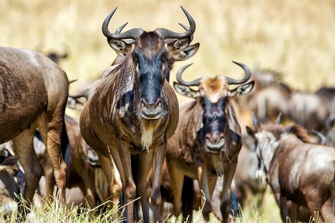 6 Days Tanzania Bush Experience Safari - Day 6: Elephants and river views in Tarangire
