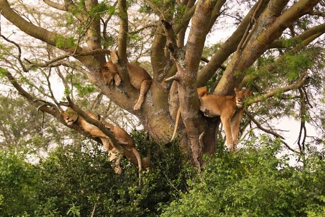 6 Days Tanzania Bush Experience Safari - The private guide is a major part of the value