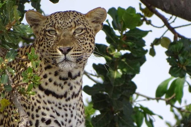 6 Days Tanzania Classic Safari - A fast but well-chosen Northern Circuit
