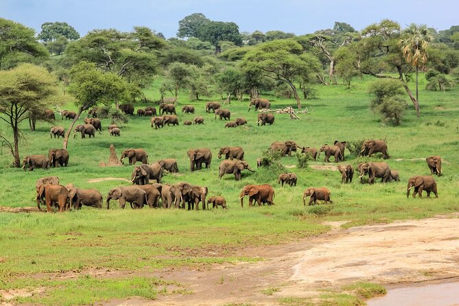 6 Days Tanzania Classic Safari - Day 3: A full day inside Ngorongoro Crater