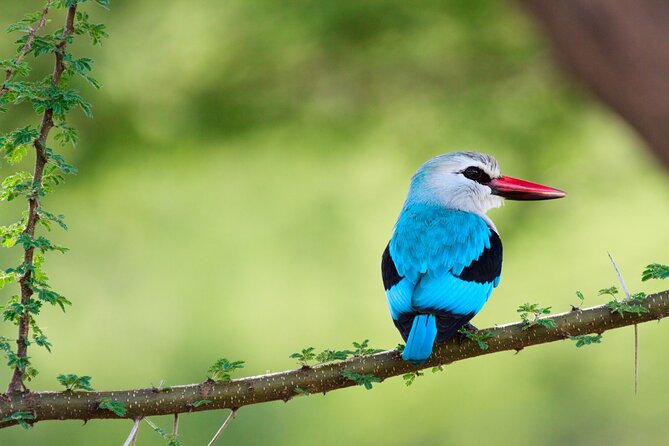 6 Days Tanzania Classic Safari - Day 5: One last Serengeti game drive, then Karatu