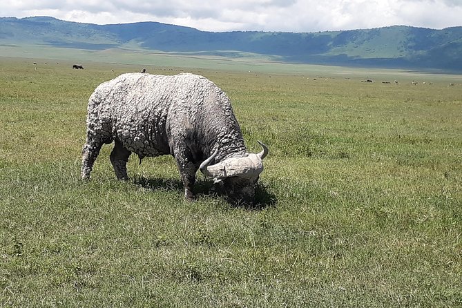6 Days Tanzania Classic Safari - Day 6: Lake Manyara’s forest, lake, and birdlife