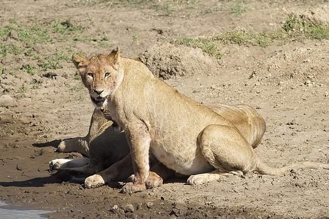 6 Days Tanzania Luxury Safari Tour - Four parks in six days from Arusha