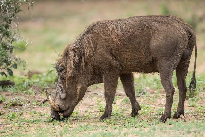 6 Days Tanzania Luxury Safari Tour - Day 4: From the Serengeti to Ngorongoro Crater