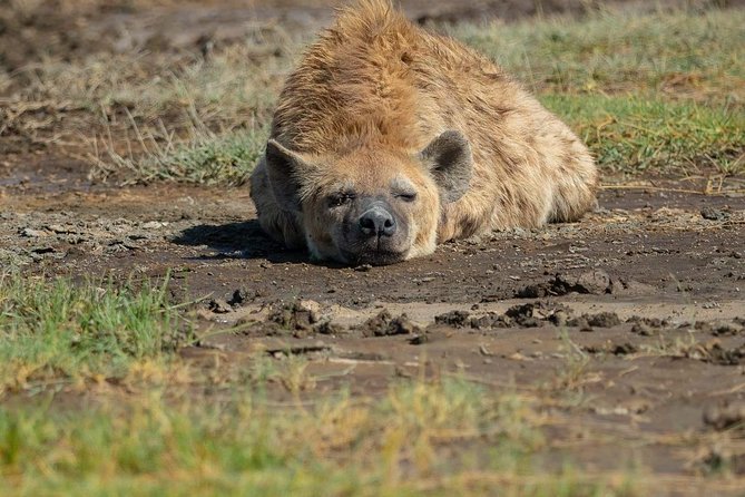 6 Days Tanzania Luxury Safari Tour - Day 6: Tarangire, with the schedule needing confirmation