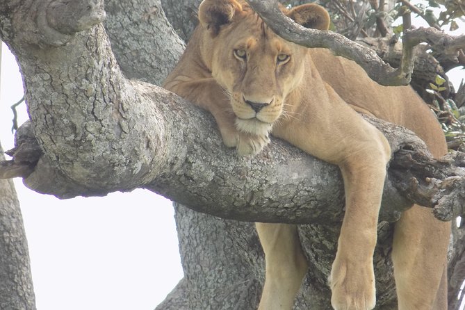 6 Days Tanzania Wildlife Safari Tour - Day two: A shorter route to Lake Manyara