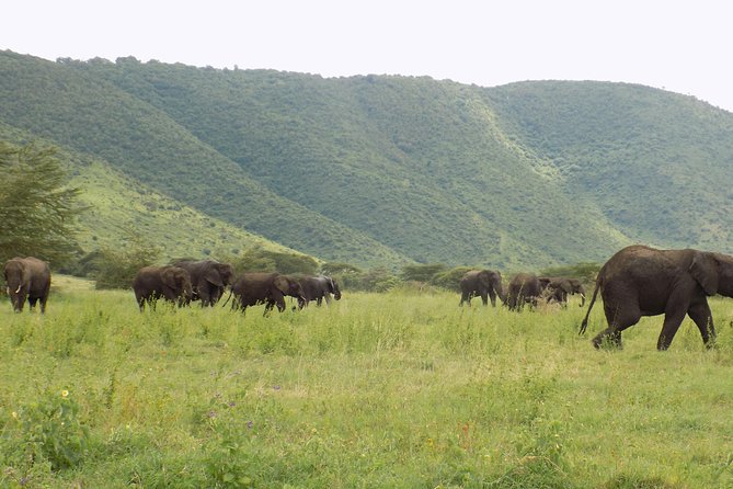 6 Days Tanzania Wildlife Safari Tour - Days three and four: Giving the Serengeti proper time