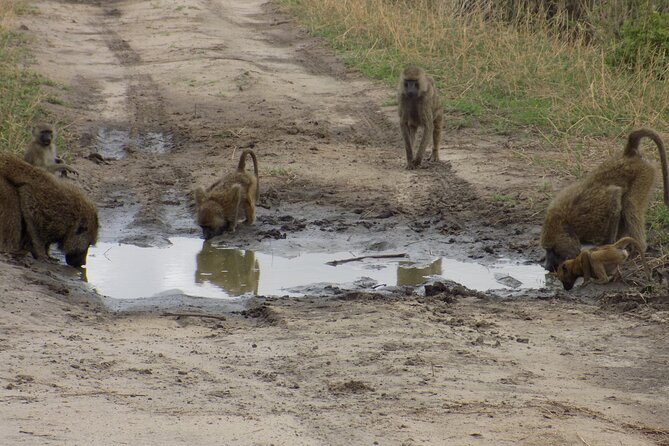 6 Days Tanzania Wildlife Safari Tour - Day five: Serengeti to Ngorongoro Crater