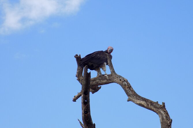 6 Days Tanzania Wildlife Safari Tour - Day six: Crater visit and the long return