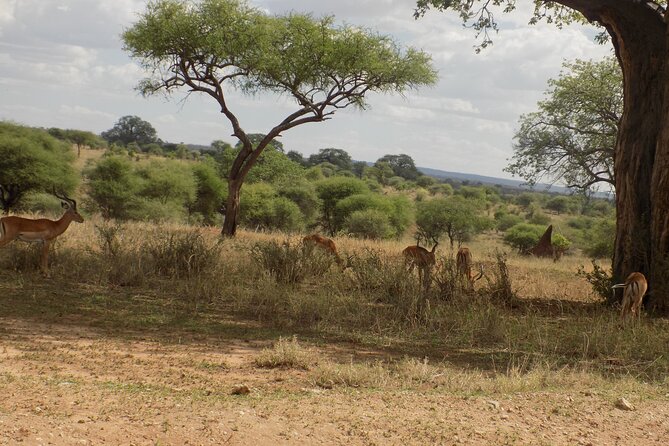 6 Days Tanzania Wildlife Safari Tour - Camping, meals, and daily comfort