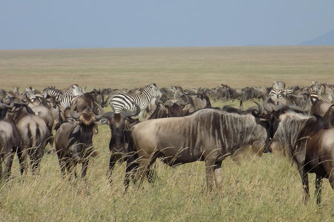 6 Days Tanzania Wildlife Safari Tour - Day one: Tarangire and the first wildlife drive