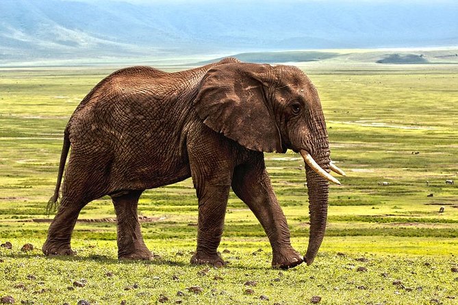 6 Days Tarangire,Serengeti, Ngorongoro & Manyara Mid-range Camping Safari Tour - Day 5: Ngorongoro Crater from open plains to soda lake