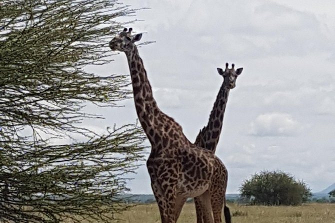 6 Days Tarangire,Serengeti, Ngorongoro & Manyara Mid-range Camping Safari Tour - Day 6: Lake Manyara’s birds and tree-climbing lions