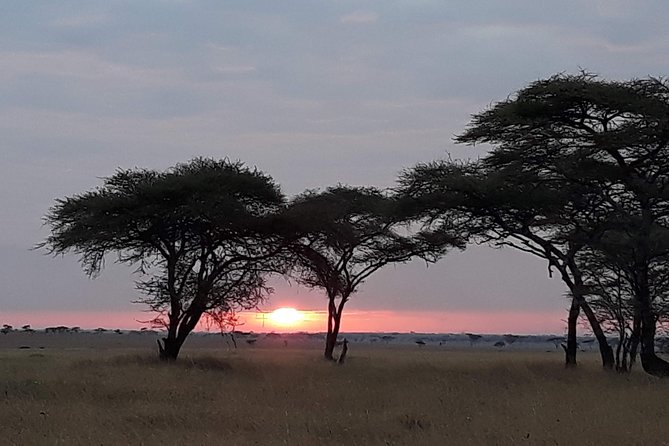6 Days Tarangire,Serengeti, Ngorongoro & Manyara Mid-range Camping Safari Tour - Camping, food, and the small-group setup