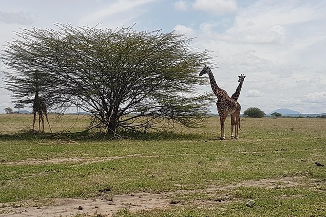6 Days Tarangire,Serengeti, Ngorongoro & Manyara Mid-range Camping Safari Tour - Who should book this safari?