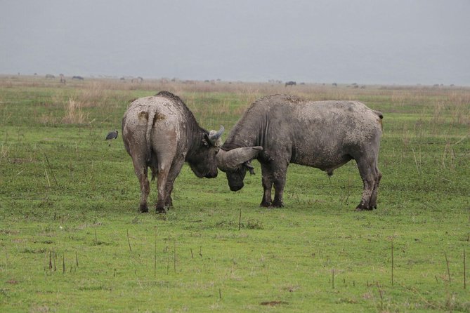 6 Days Tarangire,Serengeti, Ngorongoro & Manyara Mid-range Camping Safari Tour - Practical details before you book