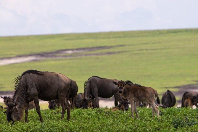 6 Days Tarangire,Serengeti, Ngorongoro & Manyara Mid-range Camping Safari Tour - Days 2 to 4: Three days in the Serengeti