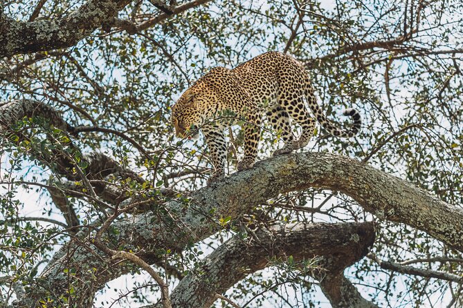 6-DayThe Best of Northern Tanzania Safari - Day Three: A Full Serengeti Game Drive