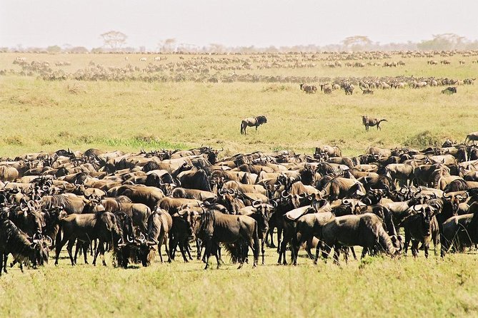 7 Day 6 nights Great Migration Classic Tanzania Safari - Why the northern circuit works in seven days