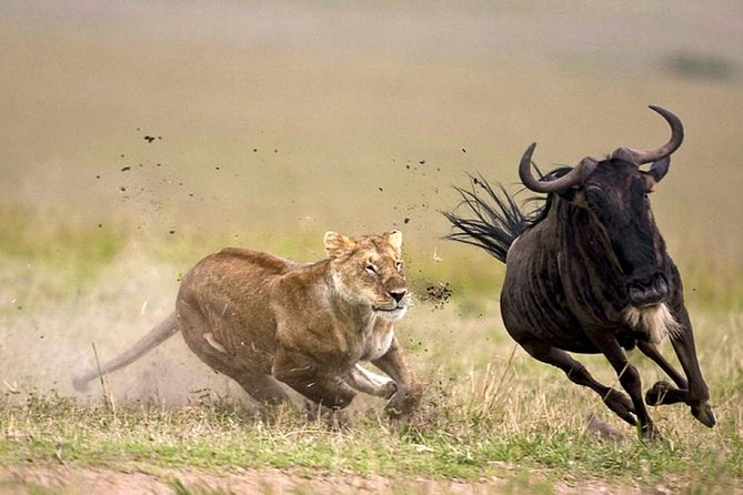 7 Day 6 nights Great Migration Classic Tanzania Safari - Tarangire National Park and the river that draws wildlife