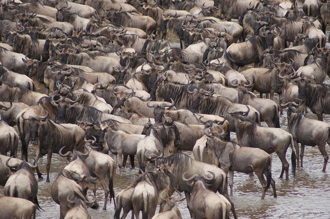 7 Day 6 nights Great Migration Classic Tanzania Safari - Starting from Arusha at 8:30 am