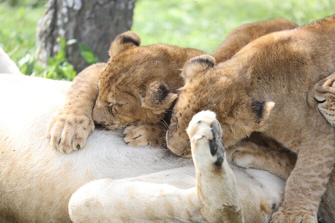7-Day Group Camping Tarangire/Serengeti/Ngorongoro/lake Manyara - Days 3 and 4: Give the Serengeti the time it deserves