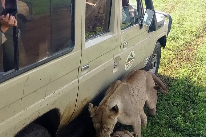 7-Day Group Camping Tarangire/Serengeti/Ngorongoro/lake Manyara - Day 5: Sunrise, one last Serengeti drive and the move to Ngorongoro