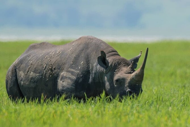 7-Day Group Camping Tarangire/Serengeti/Ngorongoro/lake Manyara - Day 6: Inside Ngorongoro Crater
