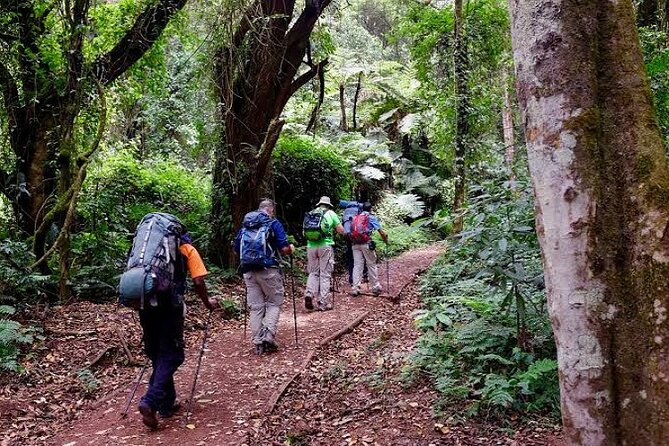 7-Day Machame Route Kilimajaro - Day 3: Lava Tower and the Barranco Valley