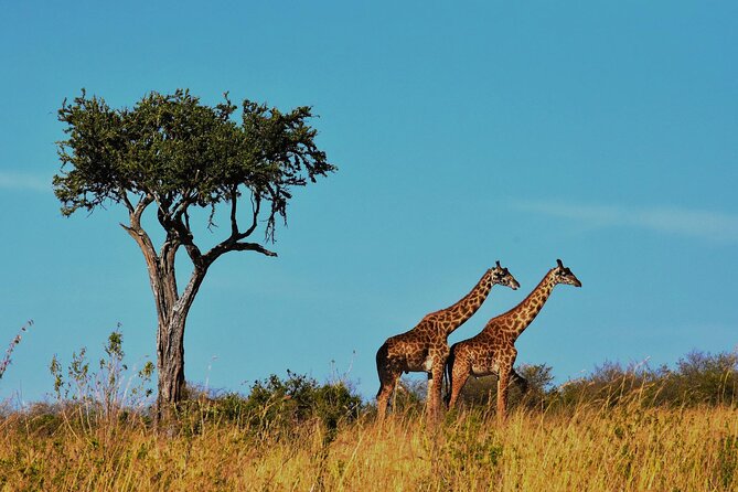 7-Day Magical Tanzania Safari -Premium High End Package - Arusha: a soft landing near Mount Meru