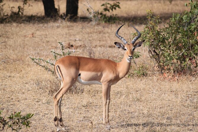 7-Day Magical Tanzania Safari -Premium High End Package - Lake Manyara: birds, forest, and a night drive