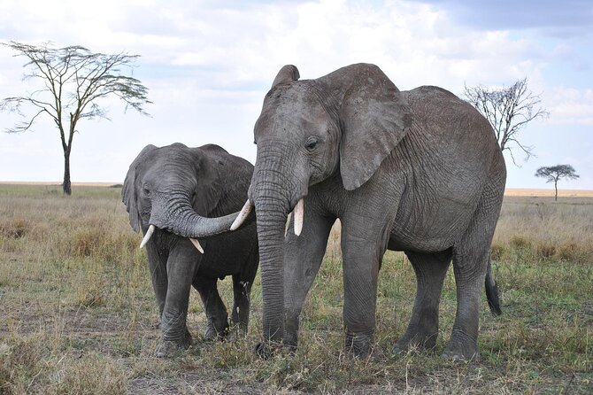 7-Day Magical Tanzania Safari -Premium High End Package - Central Serengeti to Ngorongoro