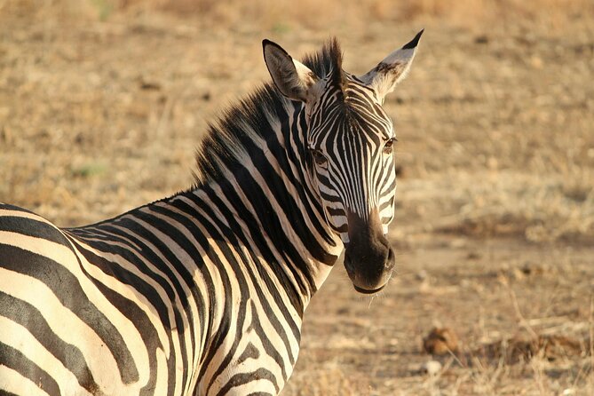 7-Day Magical Tanzania Safari -Premium High End Package - Ngorongoro Crater: a concentrated final game drive
