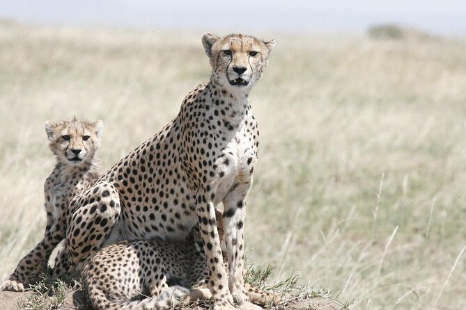 7-Day Magical Tanzania Safari -Premium High End Package - Tarangire: elephants, river country, and a walking start