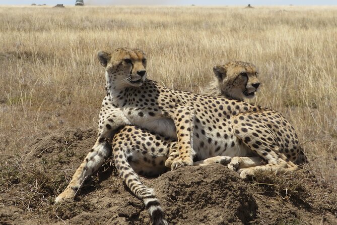 7 Day Migration Tanzania Private Guided Safari from Arusha - Key points to know before booking