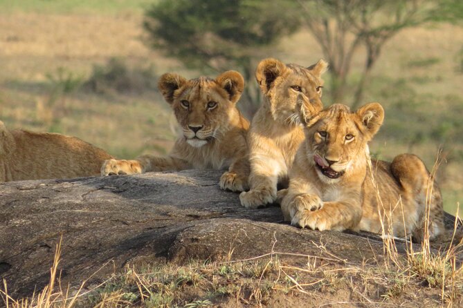 7 Day Migration Tanzania Private Guided Safari from Arusha - Day 1: Elephants and baobabs in Tarangire