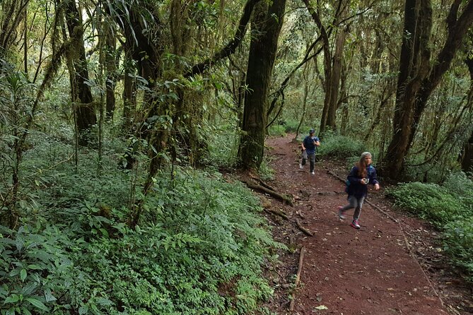 7-Day Mountain Climbing in Machame Route - Day 3: Volcanic rock and an itinerary detail to check
